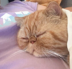 Close-up of a sleeping exotic shorthair cat resting on a person’s chest.
