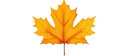 Fototapeta premium Bright yellow orange autumn maple leaf featuring detailed veins isolated on a clean white background positioned centrally for herbarium use
