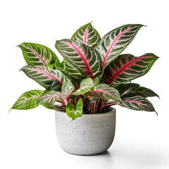 Beautiful aglaonema houseplant