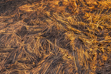 Broken dead reed stems on the bank of a river. The full-frame photo was taken at the end of a day...