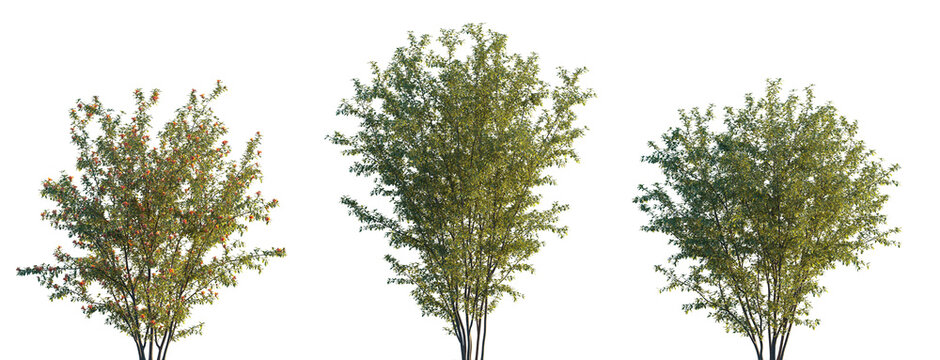 Punica granatum (the pomegranate, Punica nana) fruit-bearing deciduous shrub or small tree isolated png on a transparent background premium realistic cutout