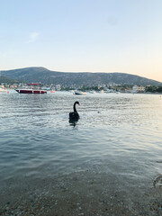 Black swan swimming near the shore in calm sea waters at sunset. Boats anchored in the distance with mountains and coastal buildings in the background.