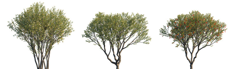 Punica granatum (the pomegranate, Punica nana) fruit-bearing deciduous shrub or small tree isolated png on a transparent background premium realistic cutout