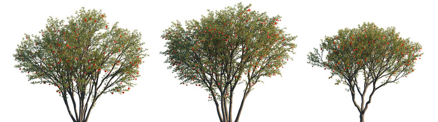 Punica granatum (the pomegranate, Punica nana) fruit-bearing deciduous shrub or small tree isolated png on a transparent background premium realistic cutout