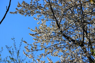 Prunus avium wild cherry tree in Poland