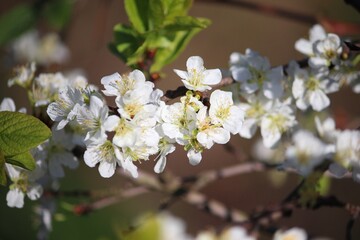 Prunus domestica - plum tree blossoms