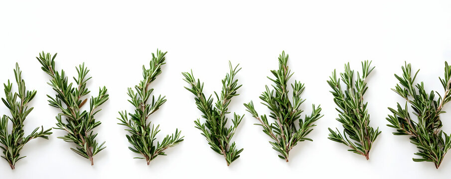 Rosemary sprigs, white backdrop, food blog