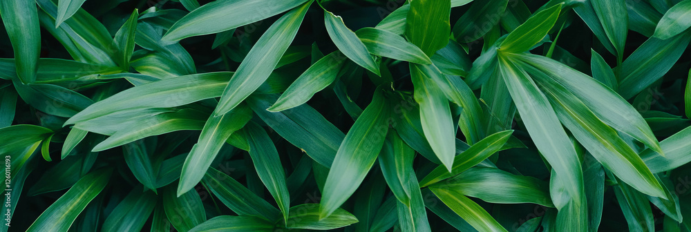 Poster Bright green grass texture with dense, smooth surface from a top view perspective