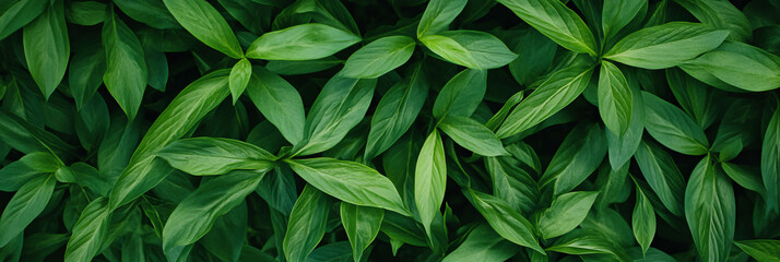 Obraz premium Bright green textured surface showcasing dense and smooth grass from a top view perspective