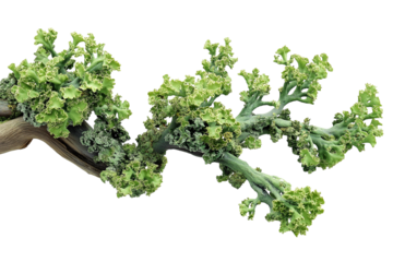 curly kale on wooden branch isolated on transparent white background