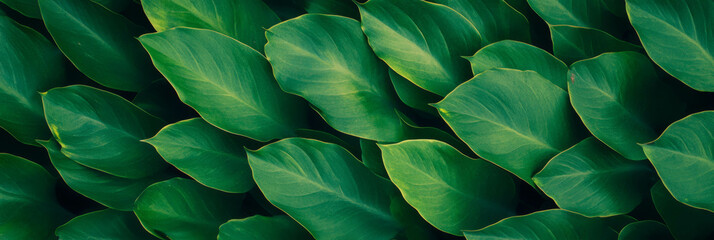 Bright green foliage with a perfectly manicured surface showcasing intense color and texture