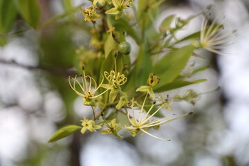 blossoming apple tree