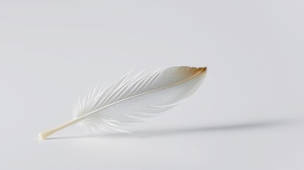Single Feather on a Smooth Surface