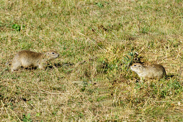 Two ground squirrels in grassy field, alert and attentive, surrounded by  natural beauty of their habitat. Western Little Ground Squirrel (Spermophilus musicus), or gopher. Kabardino-Balkaria. Chegem