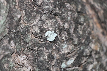bark of a tree