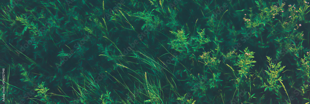 Poster wild dark green texture with tall grass and weeds from a top view perspective