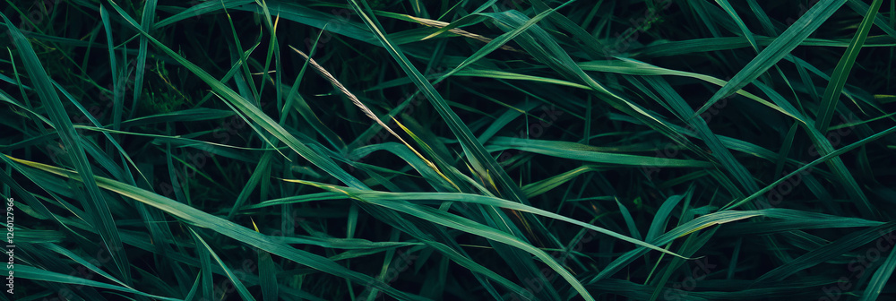 Poster Dark green textured grass with tangled patterns and deep shadows from a top view perspective