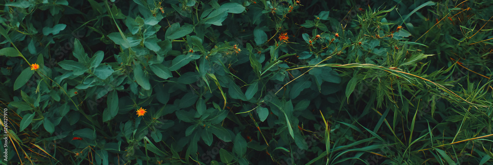Poster dark green rough texture with tall grass and wild weeds from a top view perspective
