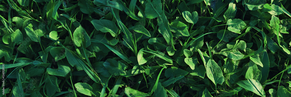 Poster dark green rough texture with tall grass viewed from above showcasing nature's patterns