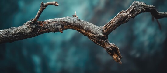 Fototapeta premium Dry tree branch with rough texture on a cool blue blurred background, positioned horizontally, showcasing intricate details and natural beauty.