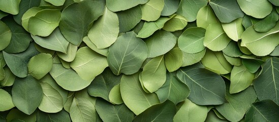 Naklejka premium Lush green leaves overlapping in various shades of green creating a textured organic background filled with nature's serenity and beauty.