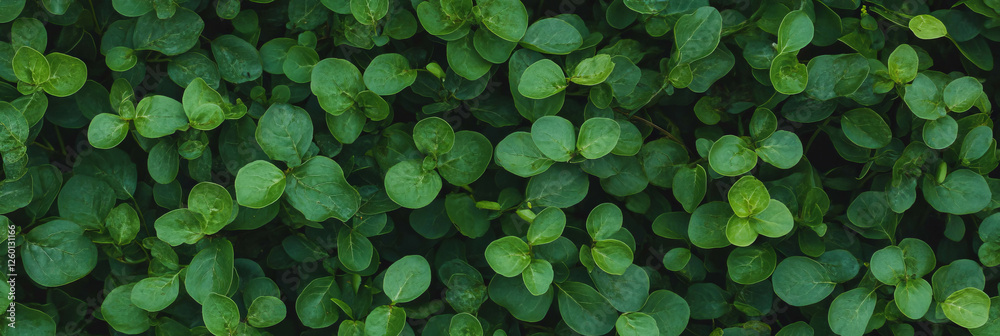 Poster dense green turf texture viewed from above showcasing uniform height and smooth surface