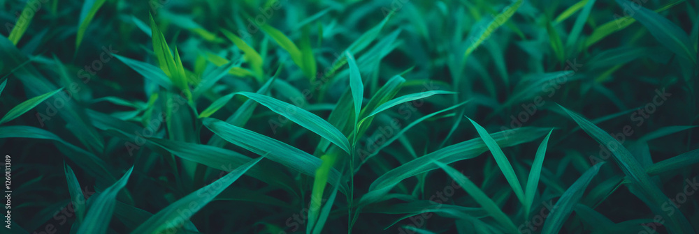 Poster lush dense grass from a top view with vibrant green color and soft texture in even lighting