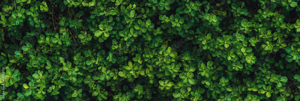 Aufkleber dense soft grass texture in deep green with subtle lighting from a top view perspective