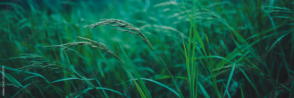 Aufkleber dense green grass texture with subtle lighting in a tranquil natural setting