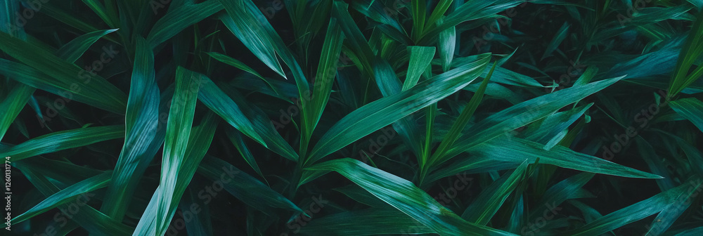 Aufkleber Dense soft grass with deep green color illuminated by soft lighting in a top view perspective