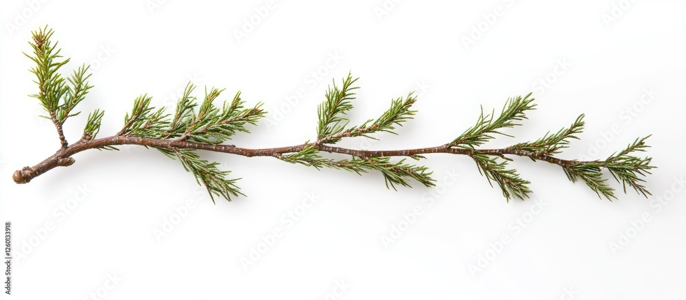 Poster Green fir branch with delicate needles on a pure white background, oriented diagonally from the bottom left to the top right of the image.