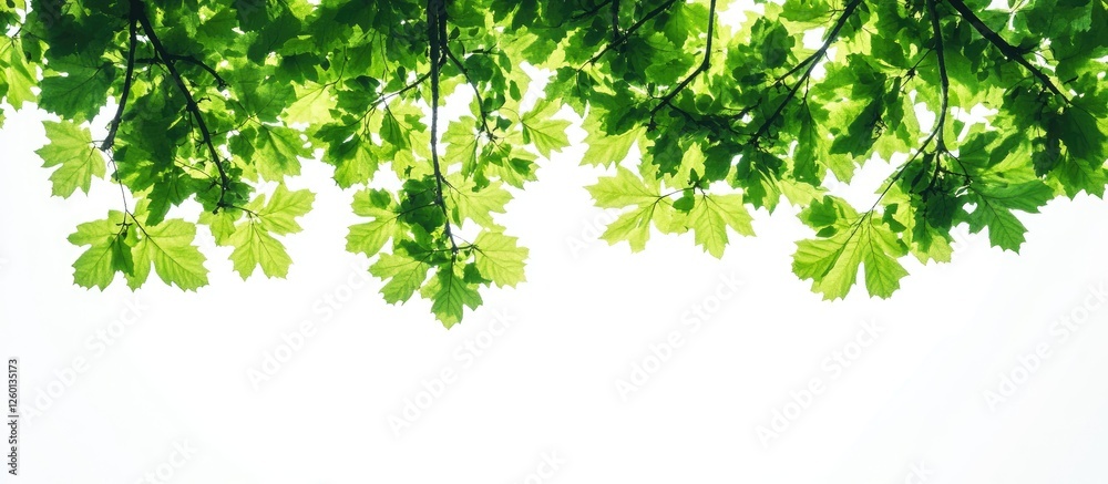 Poster lush green tropical tree leaves framing a bright white background with vibrant foliage creating a fr