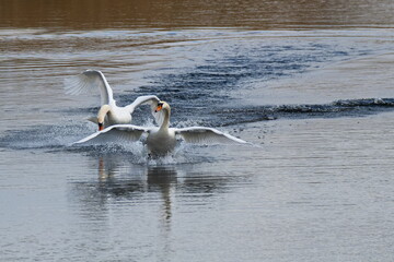 Fototapeta premium Höckerschwäne während der Brutzeit 
