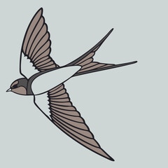 The Lives of Birds in Flight Swallows in mid-flight with detailed wingspans