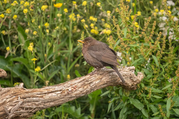 Blackbird, female, close up in forest in the uk
