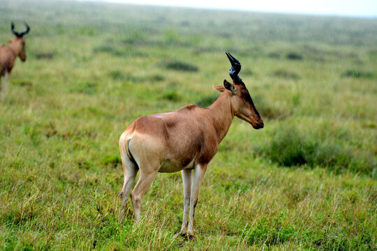 Bubale de Coke ou Kongoni, grande antilope migratrice  d'Afrique