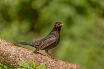 Blackbird, male, close up in forest in the uk