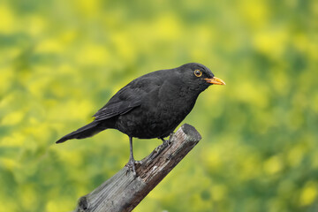 Blackbird, male,