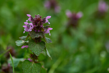 Purpurrote Taubnessel (Lamium purpureum)
