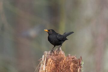 Blackbird, male,
