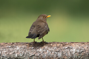 Blackbird