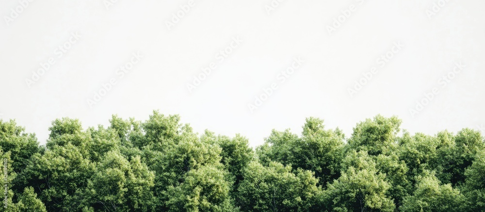 Poster lush green tree canopy with vibrant leaves against a pure white background creating a serene and fre