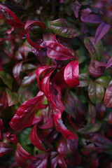 Dedicated to the next future..