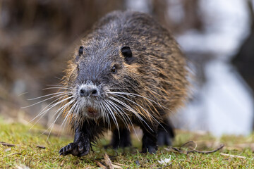 A nutria or coypu (Myocastor coypus) walks along the bank of a pond
