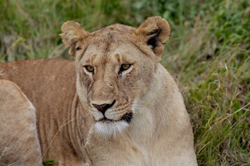Obraz premium Lionne dans les vastes plaines du Serengeti