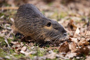 A nutria or coypu (Myocastor coypus) walks on a meadow with foliage