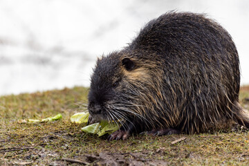 A nutria or coypu (Myocastor coypus) eats salad on waterfront