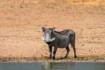 Fototapeta premium Front view photo of a warthog at a waterhole, wildlife game drive in Namibia, Africa