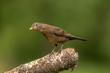 Blackbird, female, close up in forest in the uk