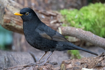 Blackbird, male, close up in forest in the uk